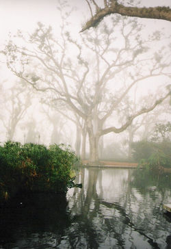 expanded tree box.jpg