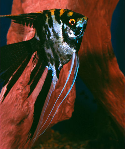 ANGEL MARMOL DE VELO MEDIANO