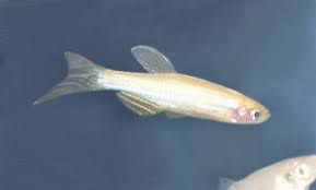 DANIO CEBRA DE VELO ALBINO