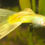 Miniatura: GUPPY AMARILLO