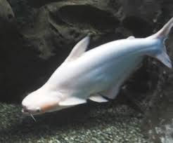 TIBURON PANGASIO BLANCO GRANDE