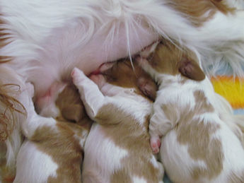 cavalier king allevamenti