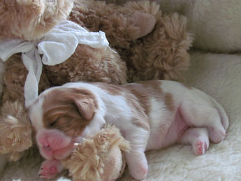 cavalier king allevamenti