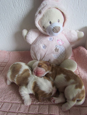 cavalier king allevamenti