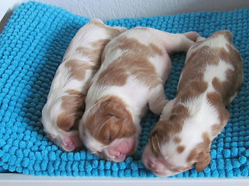 cavalier king allevamenti