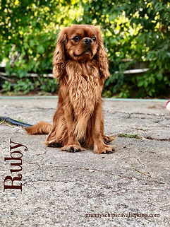 quattro colori del cavalier King