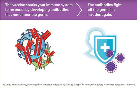 Vaccine Explanation.jpg