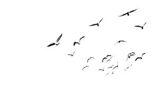 Flight