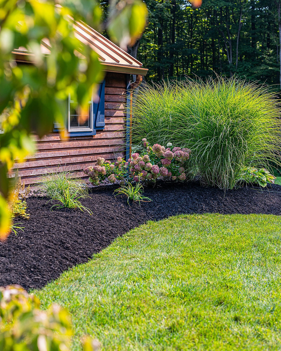 Fresh black bark mulch along a home foundation with ornamental grasses; bulk mulch Syracuse NY from Clifton Recycling