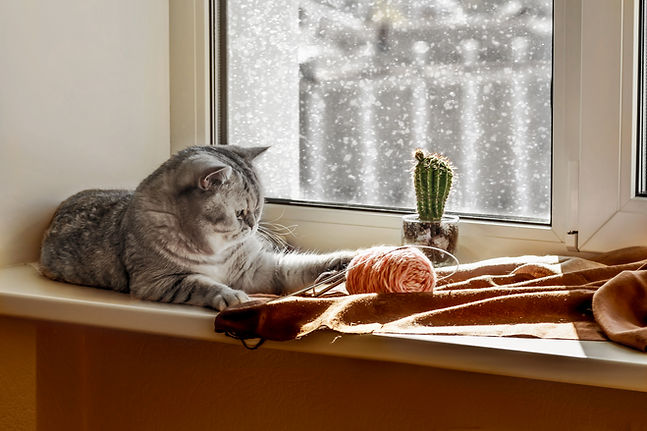 Gray cat on windowsill with yarn and small cactus near window.