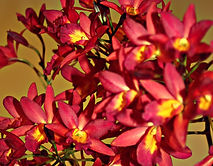 IMG_0068e.JPG