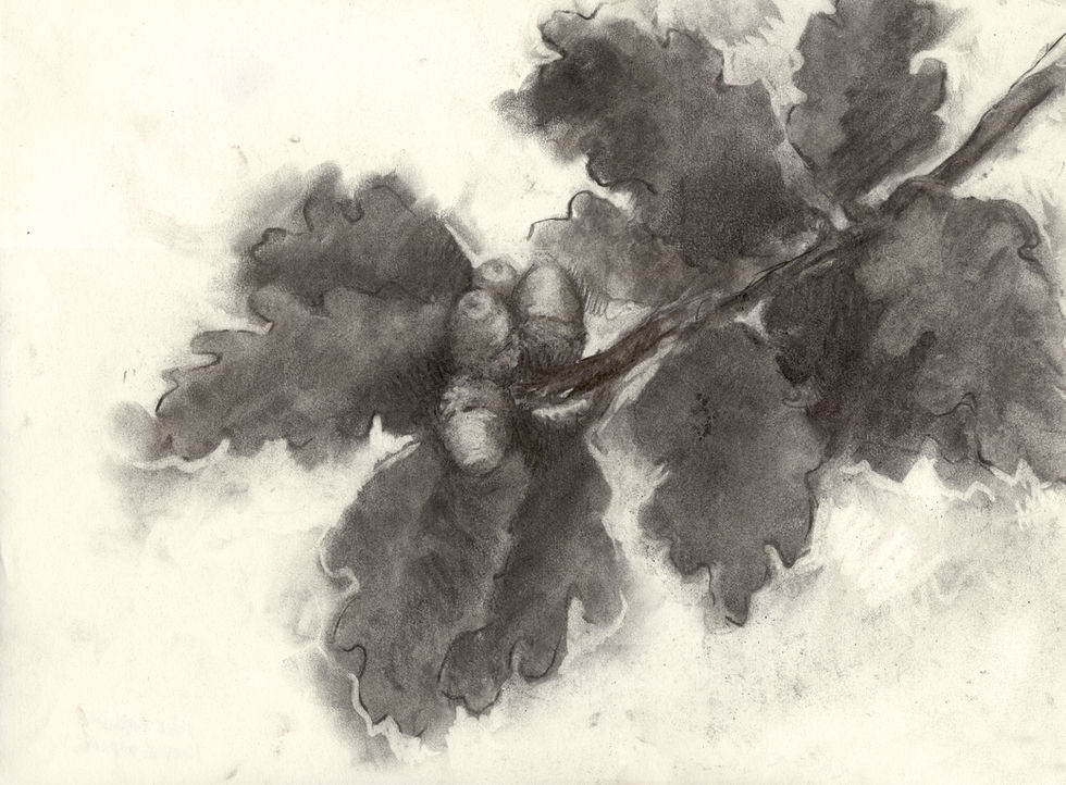 Quercus Pubescens (Carbón) (Paco)