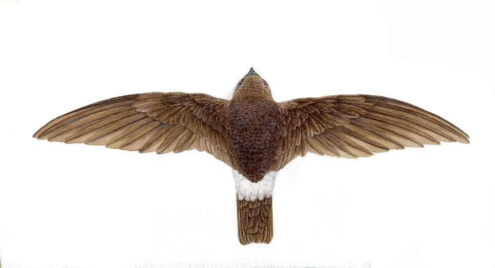 Vencejo moro. Apus affinis.
Espalda.
Acuarela