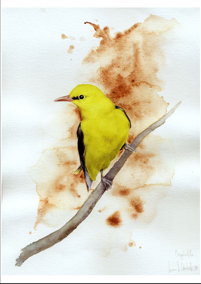 Oropéndola común
Oriolus oriolus
Acuarerla