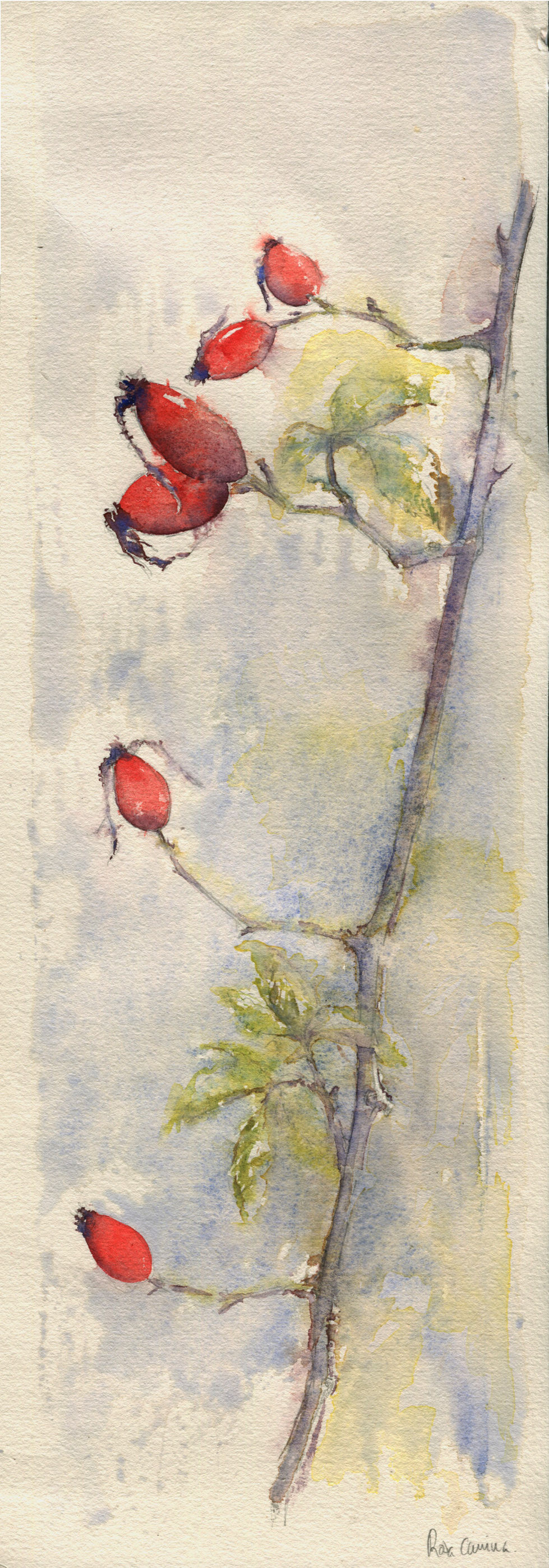 Rosa canina
Acuarela