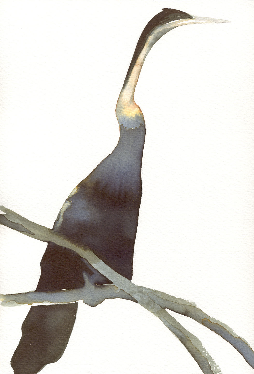 Garza de cabeza negra.
Ardea melanocephala.
Tinta Parker
