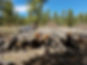 Log Deck