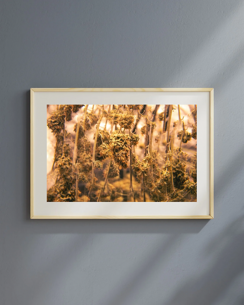 Miniatura: Série de Fotos MACONHA