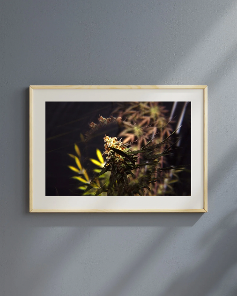 Miniatura: Série de Fotos MACONHA