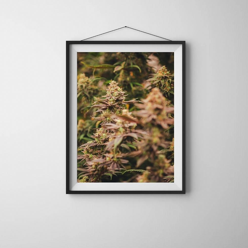 Miniatura: Série de Fotos MACONHA