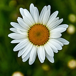 Margueritte.jpg
