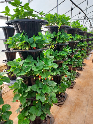 Evergrow Productions Pty Ltd is a company that strives to bring products that grow nutritious food for your family or community without harming the soil. We will exhibit and sell our patented VertiPots and GrowTunnels and explain our growing and farming systems.