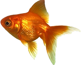 14a801be7eb4e9a574b647b302fcb986.png