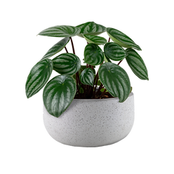 faux-watermelon-peperomia-plant-gray-pot.png