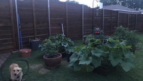 "Anthropause" and Nature, my favorite mental health boosters!