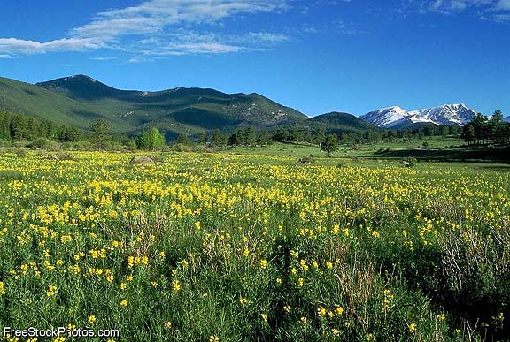 SpringMeadow stock