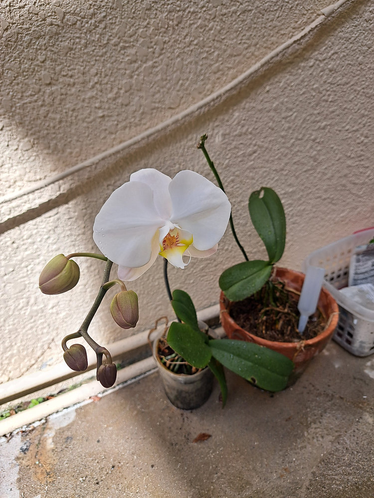 らんの花が咲いた!