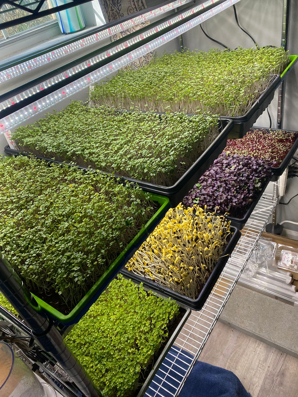 Thumbnail: Fresh Microgreens