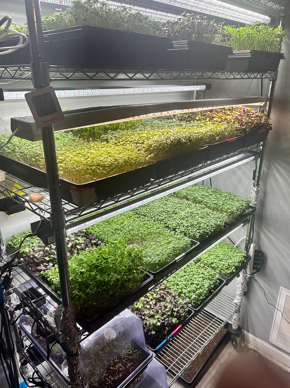Microgreen-infused foods from Dancing Cub Farm, a women-owned farm in Shenandoah County, VA