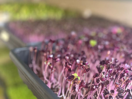 Why Microgreens Matter at Dancing Cub Farm: Fresh, Flavorful, and Grown With Purpose