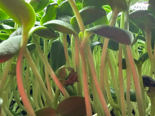 Fresh microgreens stored for maximum freshness (Dancing Cub Farm)