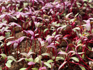 Beet Microgreen Ideas