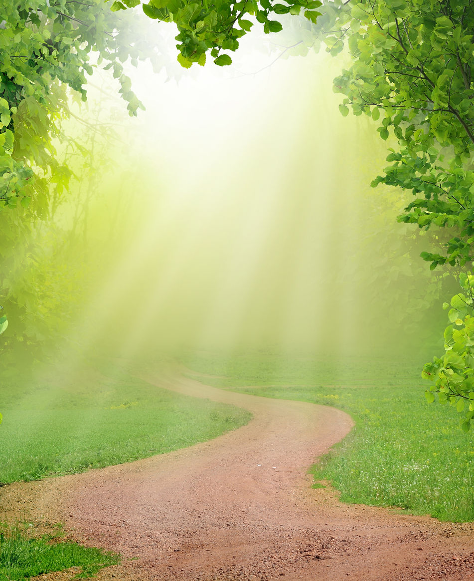 Magic spring forest__edited_edited.jpg