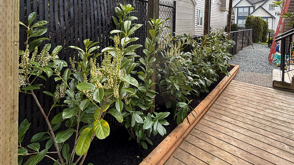 Raised wood garden bed with plant installation