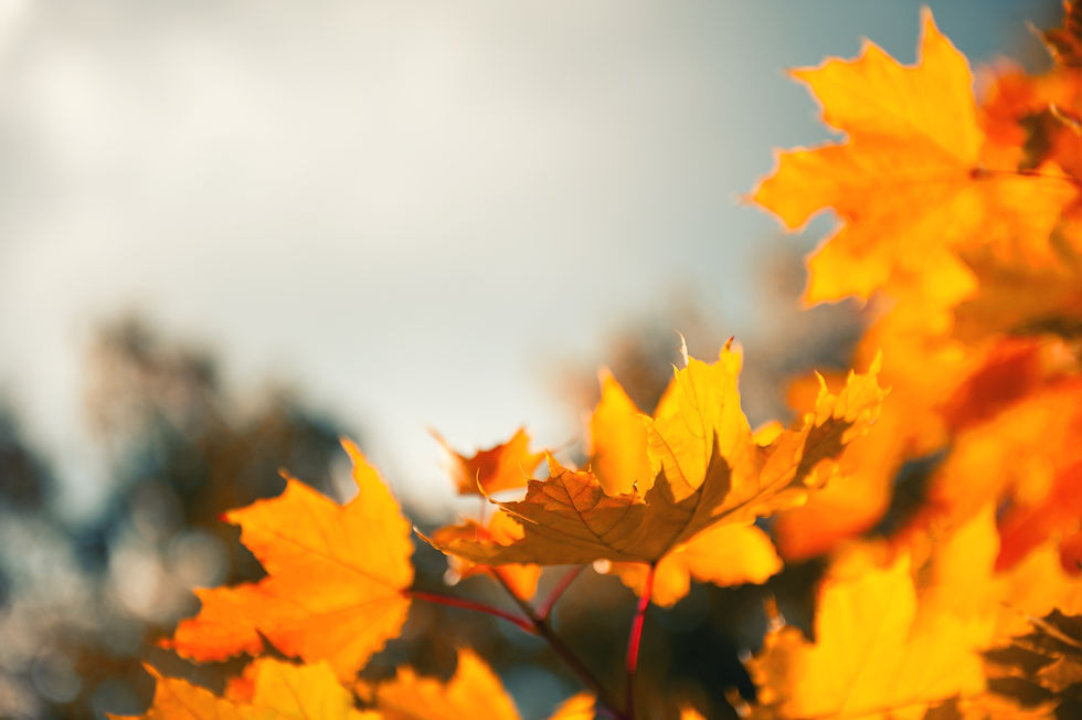 Botox Fourways, Best Aesthetic Doctor Fourways, FIller Fourways, Sculptra, Harmonyca