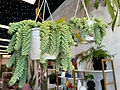 IMG_8011 copy.jpg