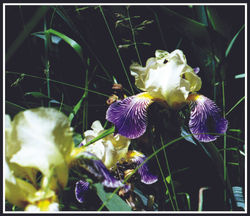 Simple Flower