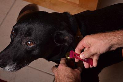 Thumbnail: Size: Large / Front: Custom / Back: Custom / Color & Text: Select Below