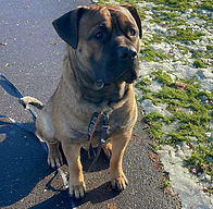 Ryka, Pressa canario