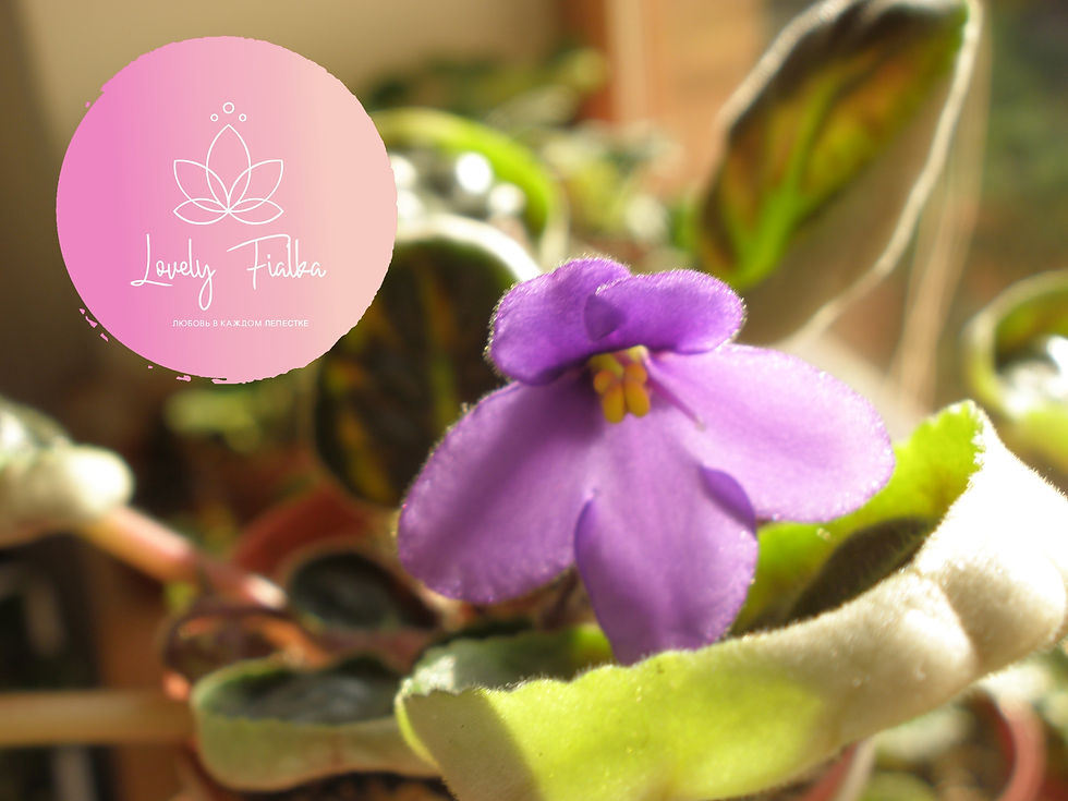 Фиалка Buckley's Spoon