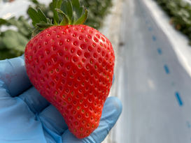 直売所 苺 苺園 | 立花苺園 ラビットベリー | 八街市