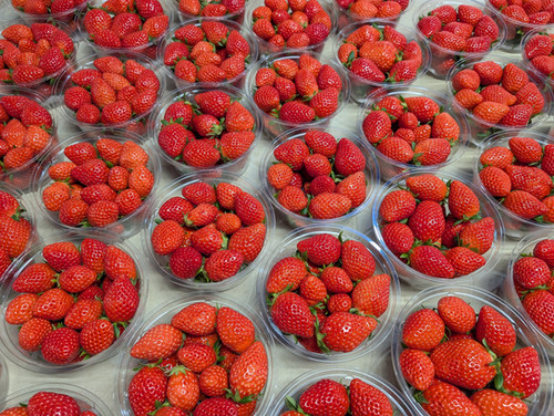 苺【カップ】8個入り | 立花苺園 ラビットベリー