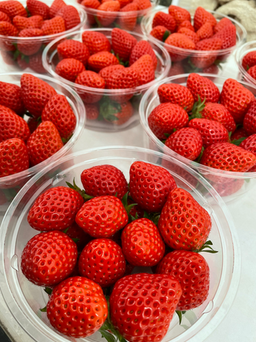 苺【カップ】8個入り | 立花苺園 ラビットベリー