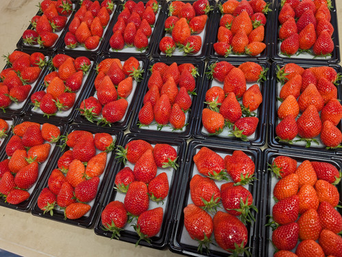 苺【パック】4P入り | 立花苺園 ラビットベリー