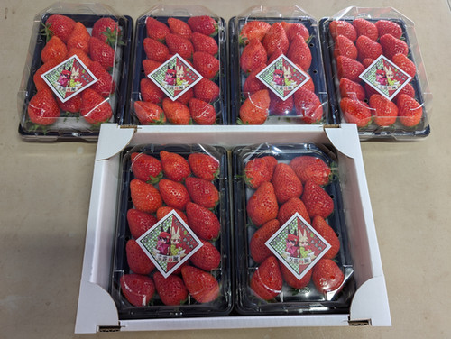 苺【パック】4P入り | 立花苺園 ラビットベリー