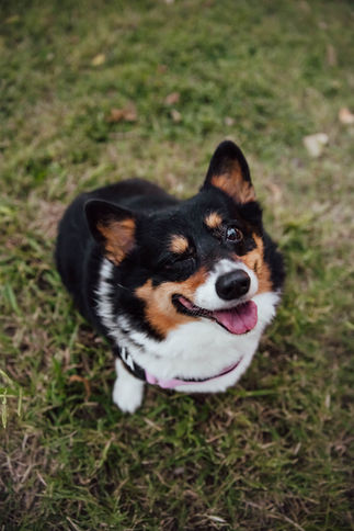 Dog winks at the camera during an outdoor pet portrait session in Dallas, Texas